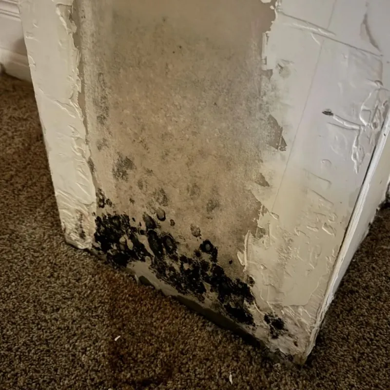 Professional Mold Removal in Westville, IL